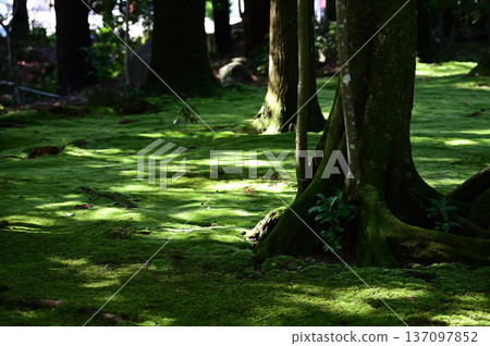 The grounds of Tsuno Shrine The grounds of Tsuno Shrine 137097852