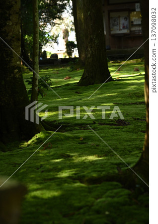 津野神社 137098032