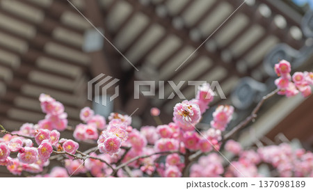 正殿背景下盛開的紅梅花 137098189