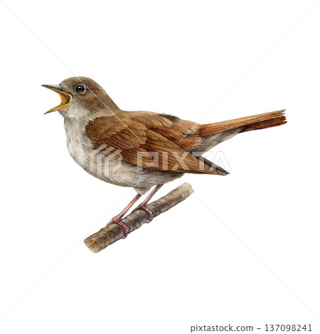 Nightingale bird on tree branch watercolor illustration. Hand drawn luscinia megarhynchos European wildlife forest songbird perched on a twig. Singing nightingale side view on white background 137098241