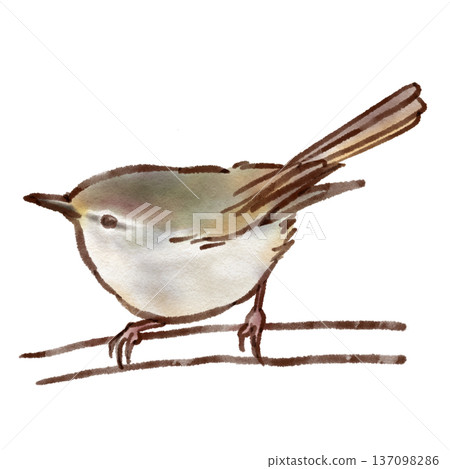 日本樹鶯插圖（鋼筆水彩風格） 137098286