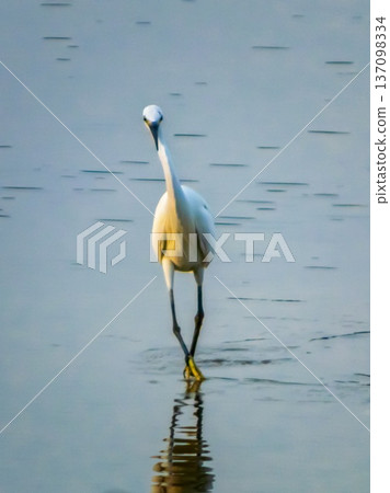 Eastern great egret, White Heron bird, Ardea alba Eastern great egret, White Heron bird, Ardea alba 137098334
