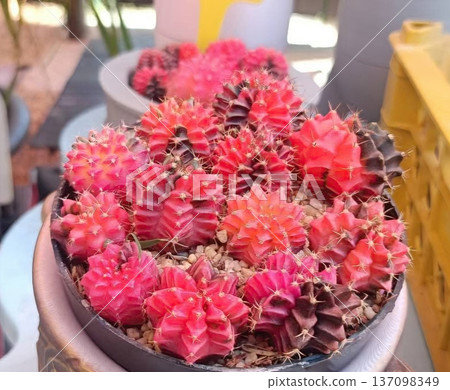 Vibrant Pink Moon Cactus Cluster in Decorative Pot - Gymnocalycium Mihanovichii Succulents 137098349
