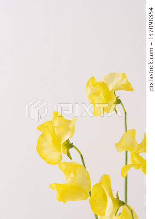 Yellow sweet pea flowers indoors on a white background 04 Yellow sweet pea flowers indoors on a white background 04 137098354