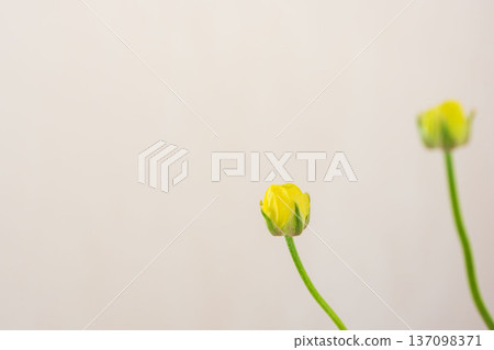 室內黃花毛茛花蕾 10 137098371