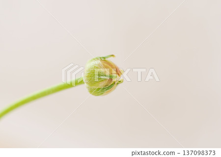 室內黃花毛茛花蕾 12 137098373