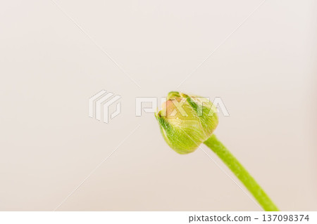 室內黃花毛茛花蕾 13 137098374