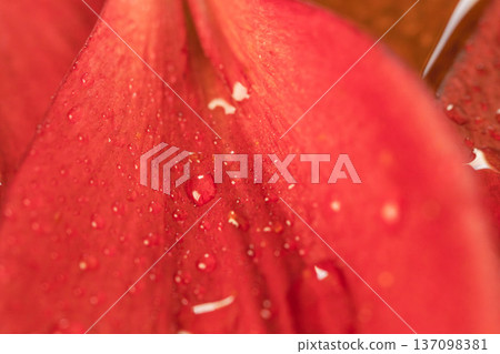 Macro indoor photography of wet lily red petals 17 137098381