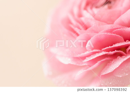 粉紅色毛茛花，花瓣上掛著水珠，米色背景，室內微距拍攝 14 137098392