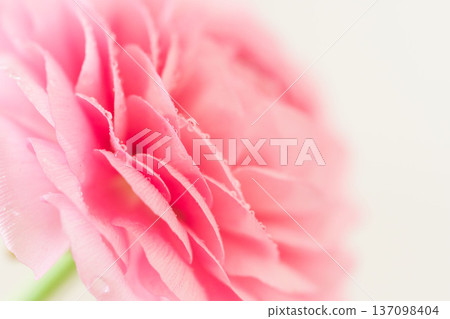 Pink ranunculus flowers with water droplets macro indoor shot 30 137098404