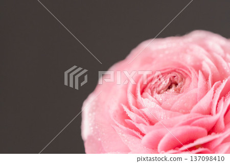 Pink ranunculus flowers with water droplets on a black background, macro indoor photography 07 137098410