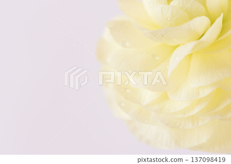 白色毛茛花室內微距特寫 01 137098419