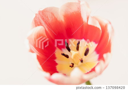 白色背景上的白紅色鬱金香花，室內微距攝影 10 137098420