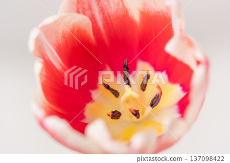 White-red tulip flowers on a white background, indoor macro photography 12 White-red tulip flowers on a white background, indoor macro photography 12 137098422