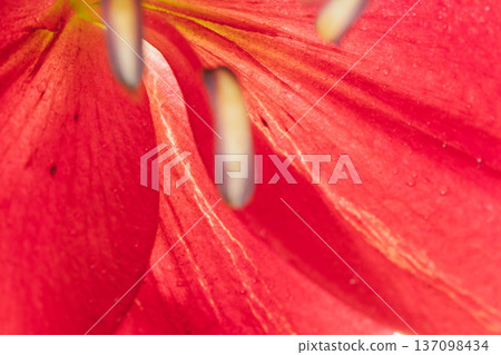 紅百合花室內微距攝影 01 137098434