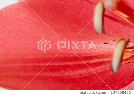 紅色百合花的室內微距攝影 03 紅色百合花的室內微距攝影 03 137098436