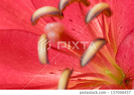 紅色百合花的室內微距攝影 04 137098437