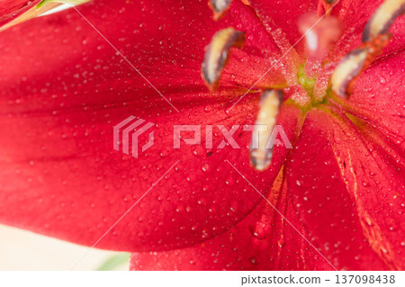 紅色百合花的室內微距攝影 05 137098438