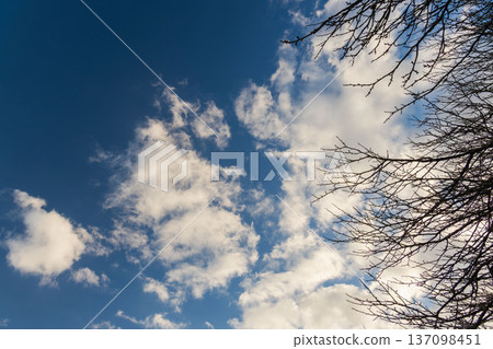 Winter evening blue sky with sparkling fluffy white clouds and tree branches 60 Winter evening blue sky with sparkling fluffy white clouds and tree branches 60 137098451