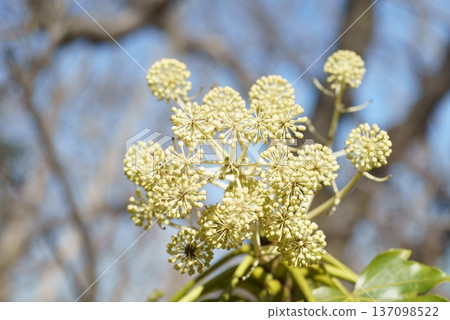 Fatsia buds before blooming 137098522