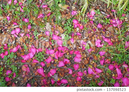 Sasanqua petals scattered on the ground 137098523