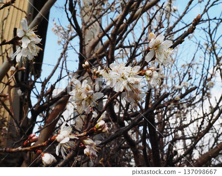 公園旁的櫻花開始盛開了(櫻花花瓣上掛著水珠) 公園旁的櫻花開始盛開了(櫻花花瓣上掛著水珠) 137098667