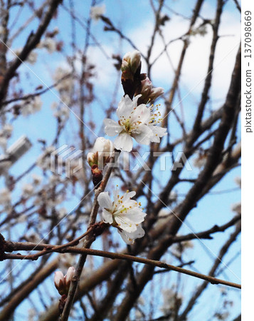 初春的天空和掛著水滴的櫻花（雨後新見櫻） 137098669