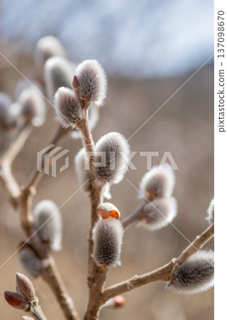 貓的威廉姆斯之花 貓的威廉姆斯之花 137098670