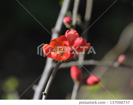 靜謐的榅桲花 靜謐的榅桲花 137098737