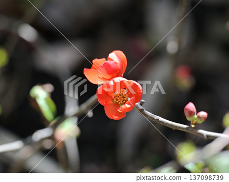 靜謐的榅桲花 137098739