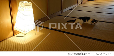 Cat lying on tatami Cat lying on tatami 137098748