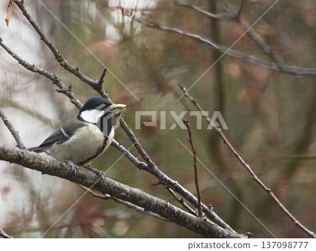 Tits fringing on branches Tits fringing on branches 137098777