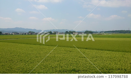 Rural landscape with a fruitful autumn Rural landscape with a fruitful autumn 137098788