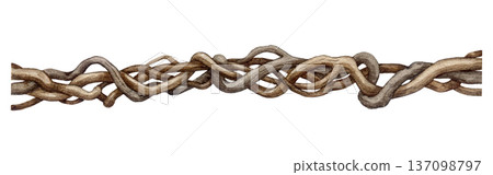 Twisted vine creeper branch hand drawn watercolor illustration. Vintage style liana branch stem element isolated on white background. Natural decor botanical twisted hanging vine tropical plant trunk Twisted vine creeper branch hand drawn watercolor illustration. Vintage style liana branch stem element isolated on white background. Natural decor botanical twisted hanging vine tropical plant trunk 137098797