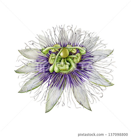 Hand drawn passiflora flower element isolated on white background. Passion flower blossom vintage style detailed watercolor botanical illustration. Blooming passiflora plant exotic tropical flower Hand drawn passiflora flower element isolated on white background. Passion flower blossom vintage style detailed watercolor botanical illustration. Blooming passiflora plant exotic tropical flower 137098800