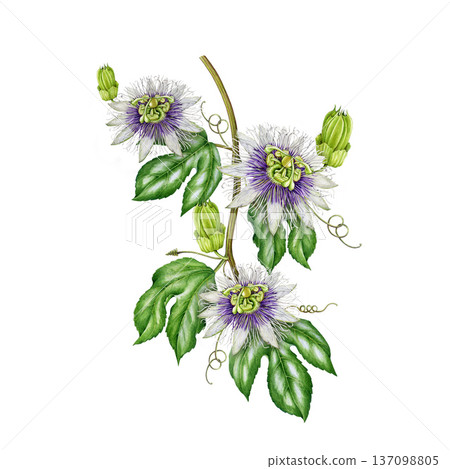 Passiflora plant vine with flowers leaves hand drawn watercolor illustration. Passion flower stem vintage style botanical illustration. Blooming passiflora twig element isolated on white background Passiflora plant vine with flowers leaves hand drawn watercolor illustration. Passion flower stem vintage style botanical illustration. Blooming passiflora twig element isolated on white background 137098805