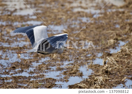 Grey heron / Japan Grey heron / Japan 137098812