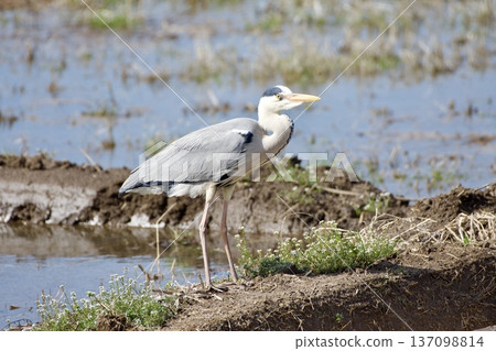 Grey heron / Japan 137098814