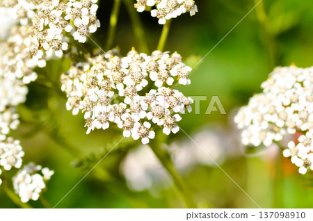 Achillea, Achillea millefolium or Achillea millefolium L or Asteraceae or Yarrow Achillea, Achillea millefolium or Achillea millefolium L or Asteraceae or Yarrow 137098910