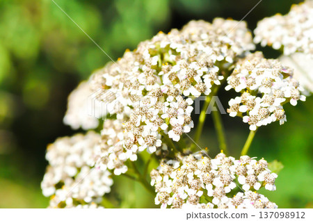 Achillea, Achillea millefolium or Achillea millefolium L or Asteraceae or Yarrow Achillea, Achillea millefolium or Achillea millefolium L or Asteraceae or Yarrow 137098912