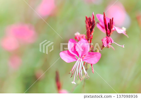 Butterfly Gaura, Crimson Butterflies, Gaura lindheimeri Engelm and A Gray, ONAGRACEAE, Siskiyou Pink Butterfly Gaura, Crimson Butterflies, Gaura lindheimeri Engelm and A Gray, ONAGRACEAE, Siskiyou Pink 137098916