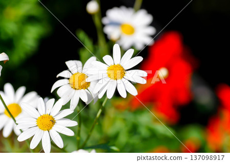 daisy or African Daisy, Argyranthemum Grandaisy or Asteraceae or Bellis perennis or Cape Daisy or Dahlberg Daisy or Gold Carpet or Golden Fleece or Osteospermum or Sunkissed Daisies or Thymophylia daisy or African Daisy, Argyranthemum Grandaisy or Asteraceae or Bellis perennis or Cape Daisy or Dahlberg Daisy or Gold Carpet or Golden Fleece or Osteospermum or Sunkissed Daisies or Thymophylia 137098917