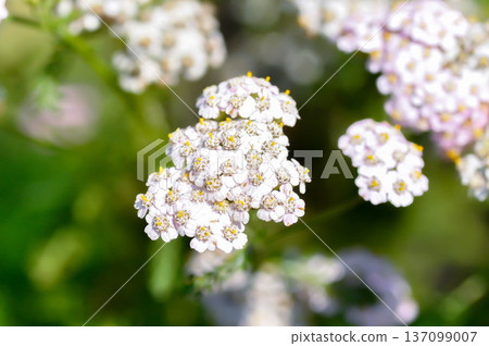 Achillea, Achillea millefolium or Achillea millefolium L or Asteraceae or Yarrow Achillea, Achillea millefolium or Achillea millefolium L or Asteraceae or Yarrow 137099007