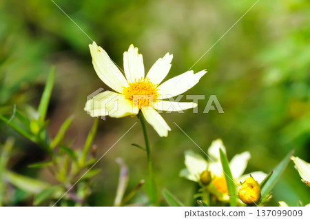 Coreopsis basalis, Asteraceae or Coreopsis or Coreopsis lanceolata or Coreopsis tinctoria Nutt or Plains Coreopsis or Plains Tickseed or White Coreopsis 137099009