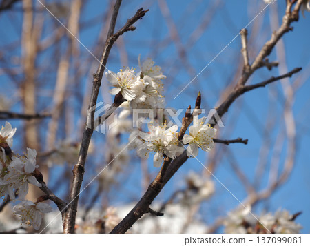 Shinamizakura bathed in sunlight filtering through the trees (early spring sky and cherry blossoms with water droplets) 137099081