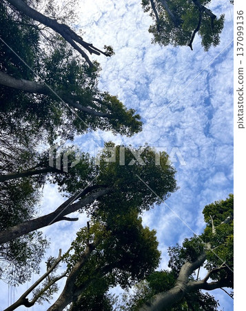 抬頭望向高聳入雲的樹木和天空 抬頭望向高聳入雲的樹木和天空 137099136