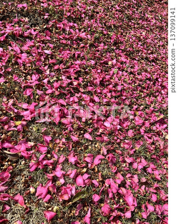 Pink petals fallen to the ground 137099141