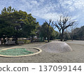 公園裡的大樹和藍天 137099144