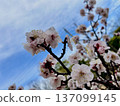 在藍天的李子開花 137099145