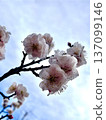 在藍天的李子開花 137099146